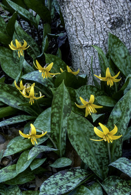 Yellow Trout Lilies, Higginbotham Woods, IL
