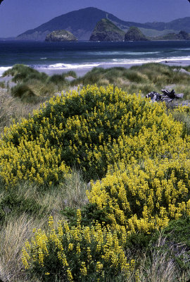 yellow lupines-2-Edit.jpg