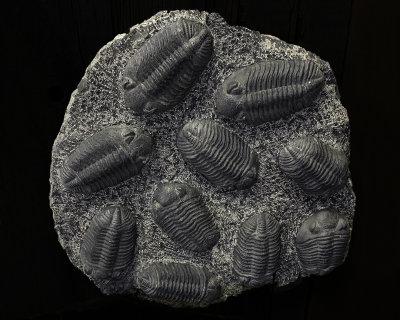 Devonian Trilobite, Phacops rana, Silica shale, Sylvania, Ohio