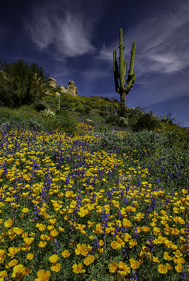 Poppies, Lupines, and Saguaro, Bartlett Lake Regional Park, AZ