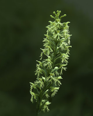 Prairie Ragged White Fringed Orchid, Chiwaukee Prairie, Kenosha County, WI
