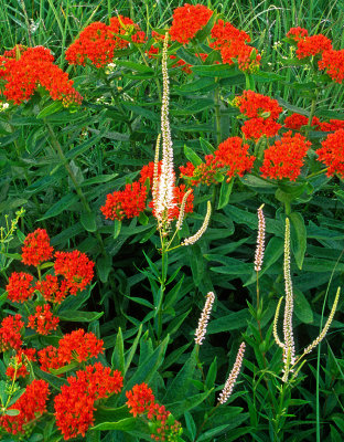 Culver's Root & Butterfly-weed, Chiwaukee Prairie, Kenosha County, WI