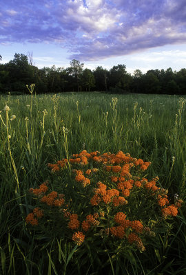  Butterfly-weed and Rattlesnake Master, Somme Prairie, IL