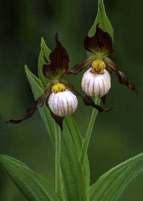 Andrews lady's-slipper, IL