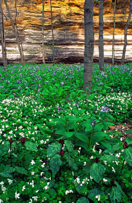 Prairie trillium, false rue anenome, and bluebells, Starved Rock State Park, IL