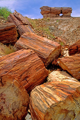 Petrified wood weathers out of the Triassic Chinle Fm., Petrified Forest National Park, AZ