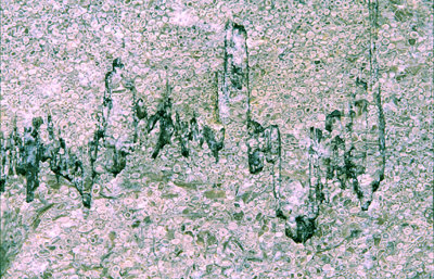 Stylolites in oolitic limestone, IA