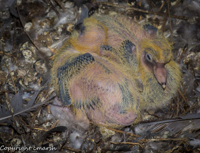 RMR_6055.jpg - Baby Pigeon