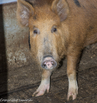 RMR_6102.jpg - Wild Pig
