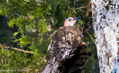 _RMR8014.jpg - Red Bellied Woodpecker