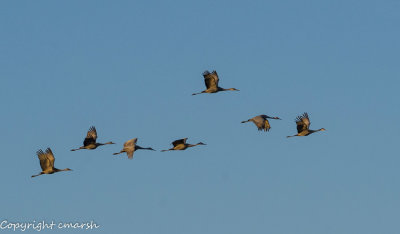 _RMR8042.jpg - Sandhill Cranes - Migration