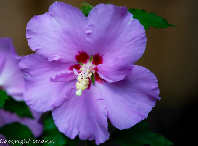 _RMR1023-.jpg - from the garden III