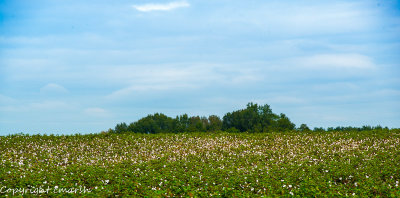 Faded Glory - Parrott, GA
