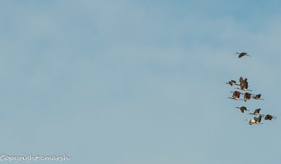 _RMR3190.jpg