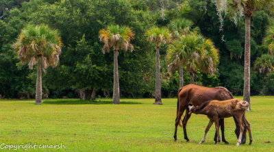 _RMR3360.jpg - maternal moment