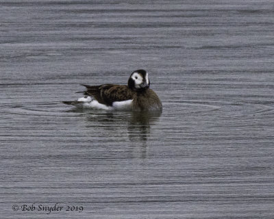 Long-tailed Duck, female, Bald Eagle SP, PA