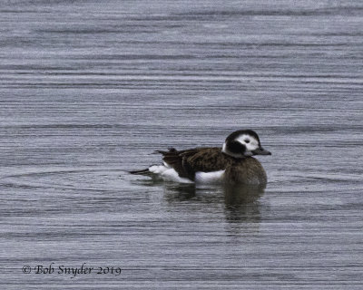 longtailed_duck