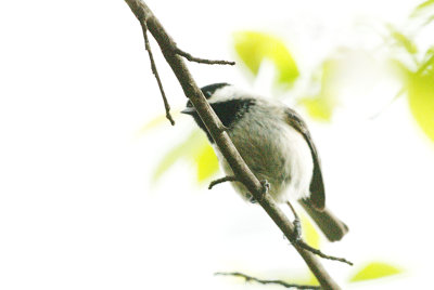 Chickadee_Black-capped HS3_5465.jpg