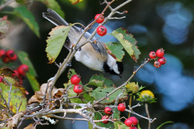 Chickadee_Black-capped HS6_2347.jpg