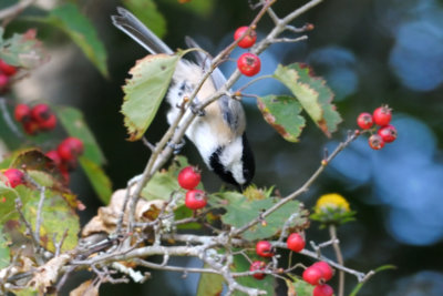 Chickadee_Black-capped HS6_2350.jpg