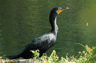 Cormorant_Double-crested