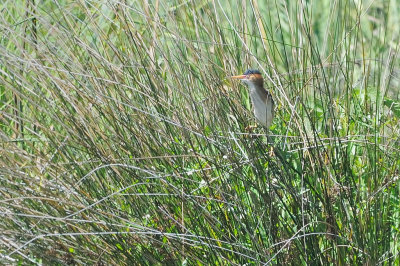 Bittern_Least HS5_8797.jpg