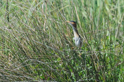 Bittern_Least HS5_8805.jpg