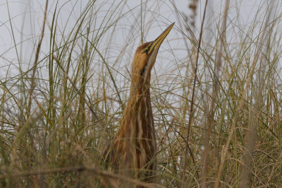 Bittern_American