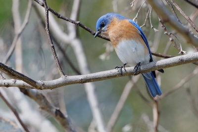 Bluebird_Eastern HS5_7763.jpg