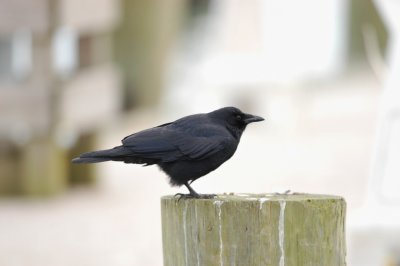Crow_Fish