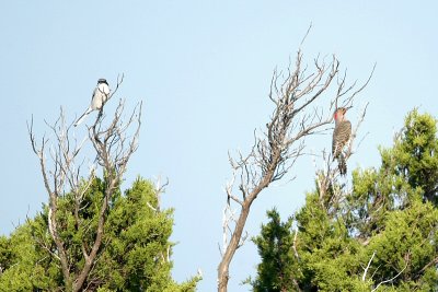 Shrike_Flicker W7884.jpg