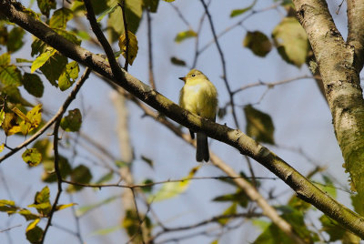 Flycatcher_Yellow-bellied HS4_3711.jpg