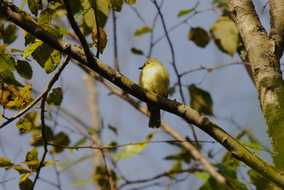 Flycatcher_Yellow-bellied HS4_3716.jpg