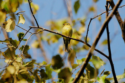 Flycatcher_Yellow-bellied HS4_3742.jpg