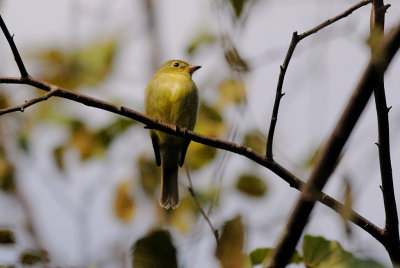 Flycatcher_Yellow-bellied HS4_3757.jpg