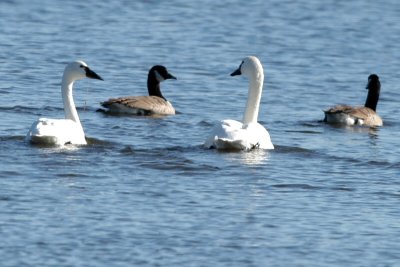 Swan_Tundra Goose_Canada 8866.jpg