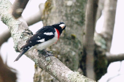 Grosbeak_Rose-breasted HS2_0331.jpg