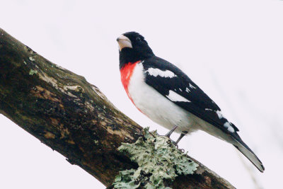 Grosbeak_Rose-breasted HS2_0342.jpg