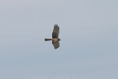 Harrier_Northern 0746B.jpg