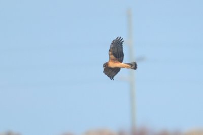 Harrier_Northern F 0944A.jpg