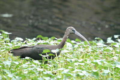 Ibis_Glossy 8318.jpg