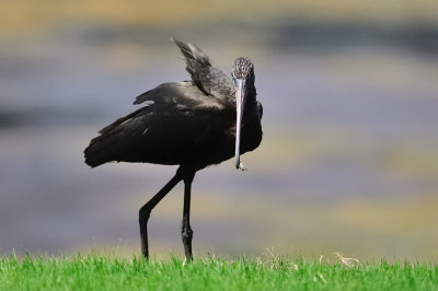 Ibis_Glossy HS4_0486.jpg