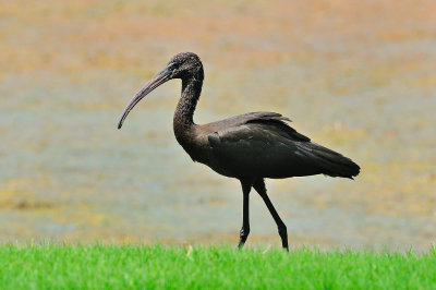 Ibis_Glossy HS4_0555.jpg