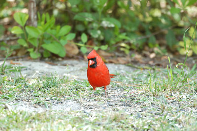 Cardinal_Northern 2670A.jpg