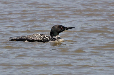 Loon_Common HS5_0456.jpg