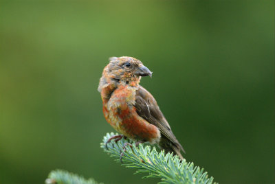 Crossbill_Red