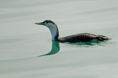 Loon_Red-throated