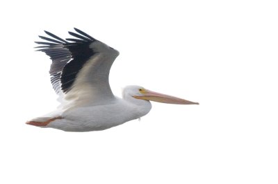 Pelican_American White HS9_1246.jpg