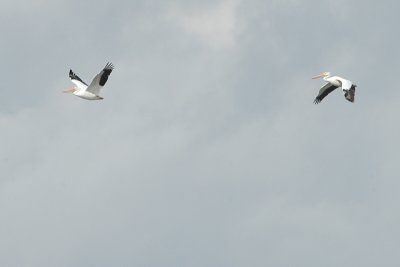 Pelican_White 8625.jpg