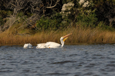 Pelican_White HS4_4871.jpg